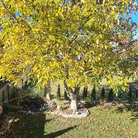 Gemuetliche In St Georgen Naehe Attersee